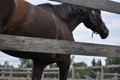 This horse's name is Montreal, but we call him Monty. He is outside looking at something.