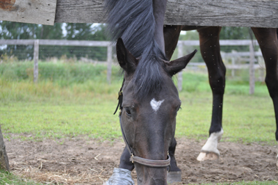 This is Monty eating grass.